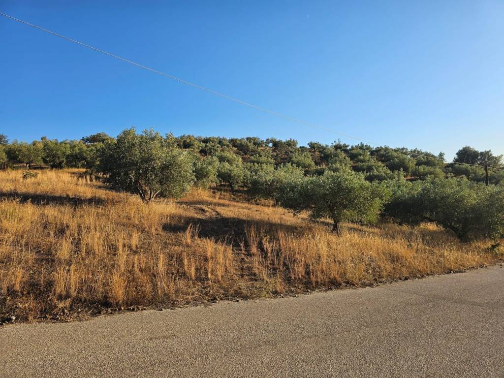 prime and buildable plot of land