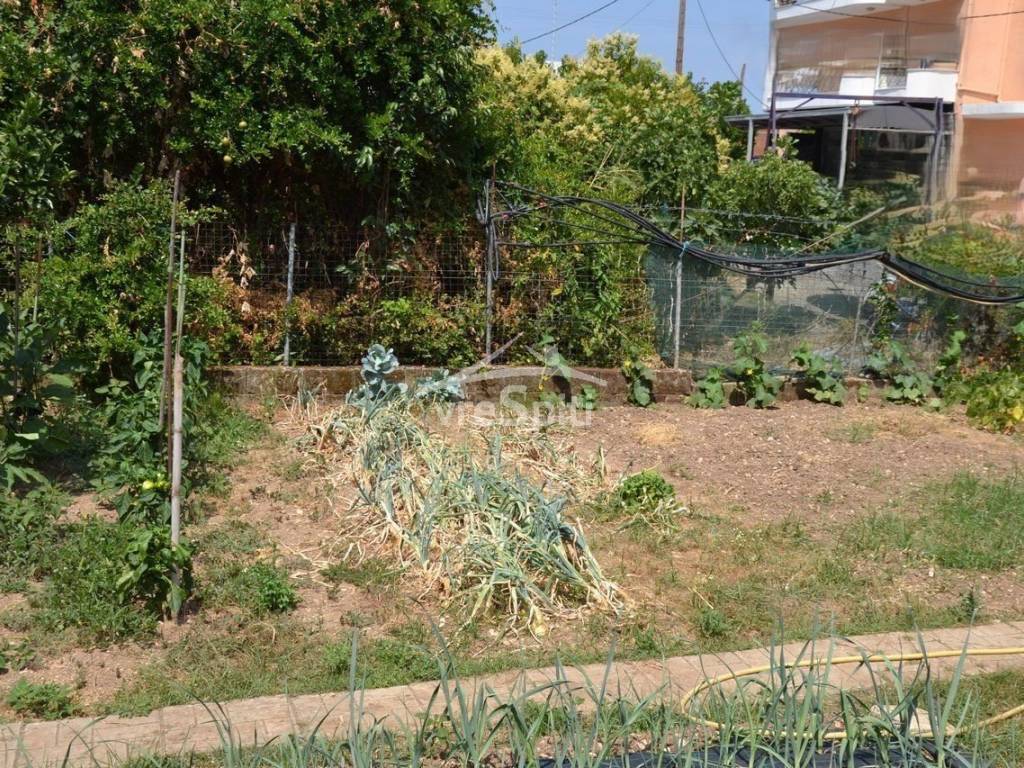 ΑΠΟΨΗ ΟΙΚΟΠΕΔΟΥ