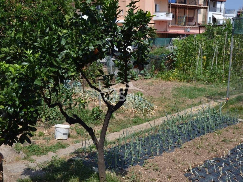 ΑΠΟΨΗ ΟΙΚΟΠΕΔΟΥ