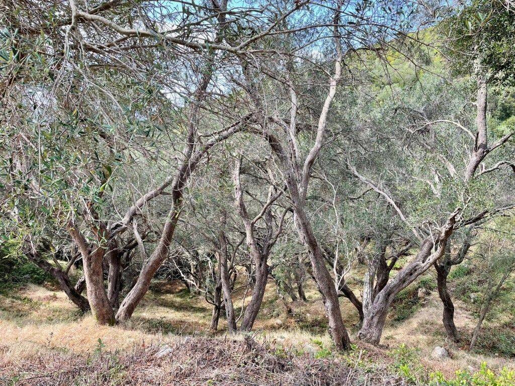 Plot - Grekodom 62176|1009337