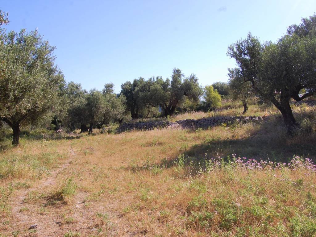Olive groves on the land