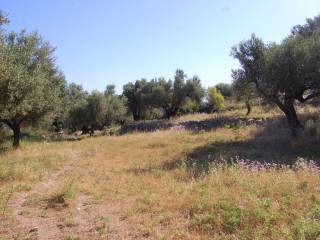 Olive groves on the land