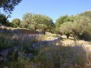 Terrain and landscape