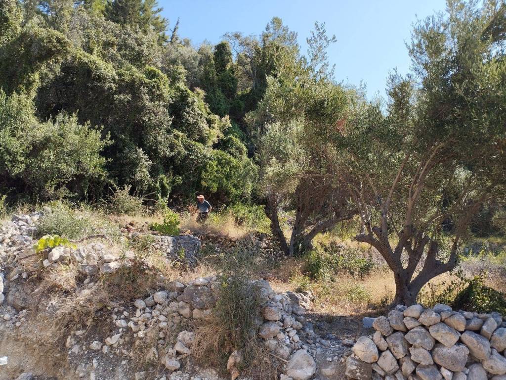 the plot and the owner