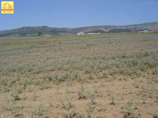 Νεοχωρούδα, Αγροτεμάχιο, 6.000 τ.μ.