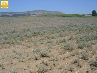 Νεοχωρούδα, Αγροτεμάχιο, 6.000 τ.μ.