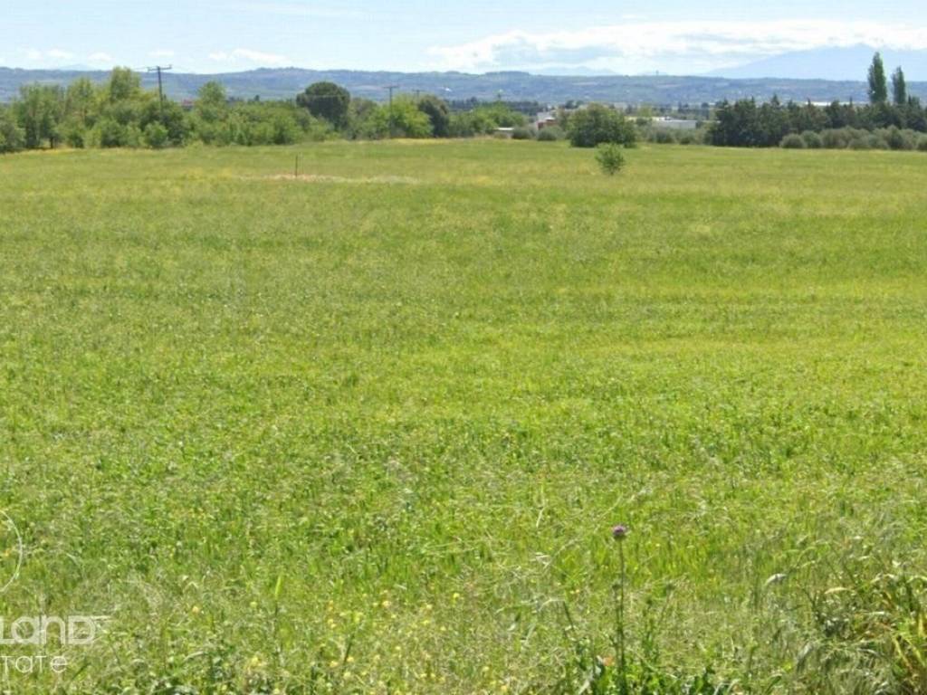 Forumland Real Estate, Αγροτεμάχιο