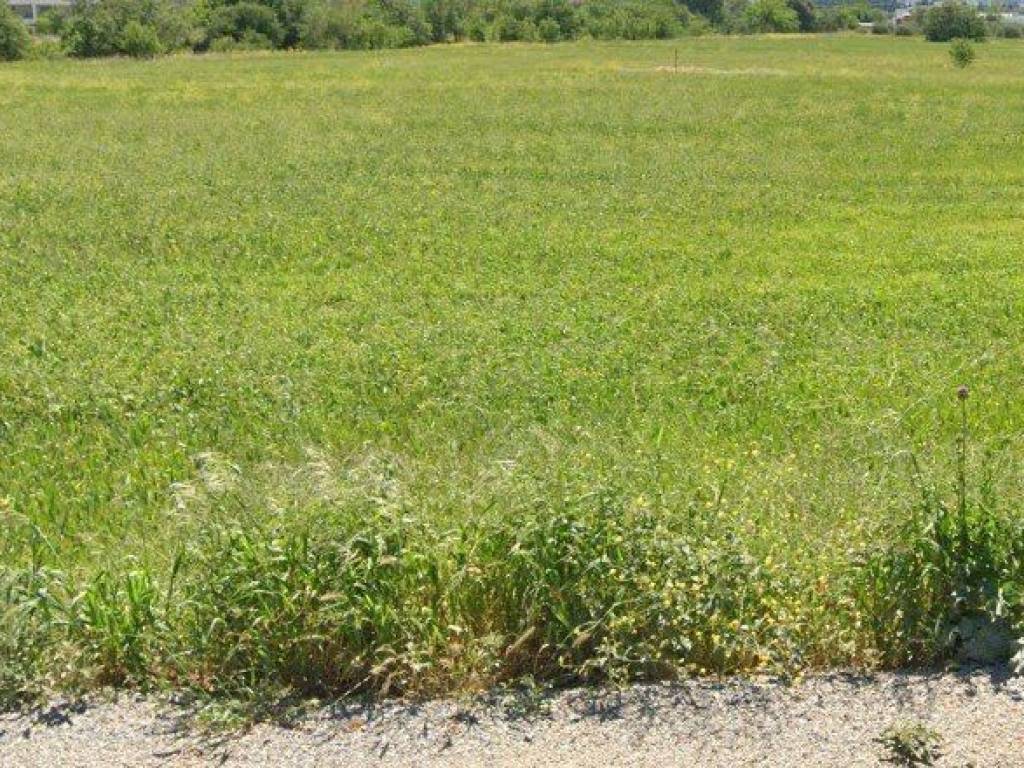 Forumland Real Estate, αγροτεμάχιο