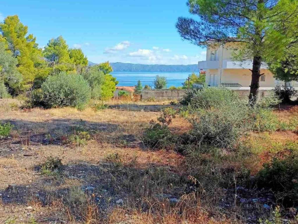 Θεολόγος ΟΣΜΑΕΣ οικόπεδο