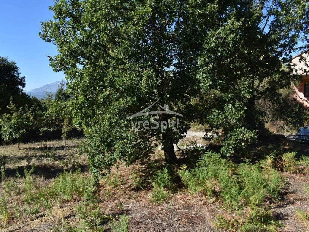 ΑΠΟΨΗ ΟΙΚΟΠΕΔΟΥ