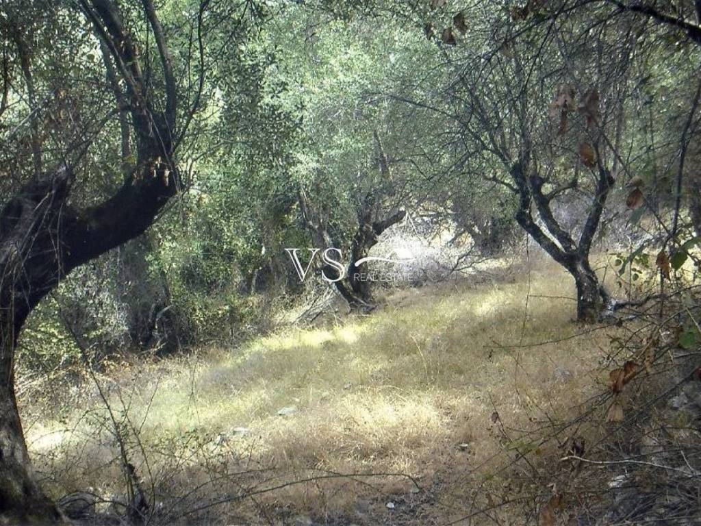 Αποψη αγροτεμαχ΄ίου