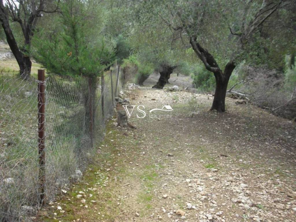 Άποψη αγροτεμαχίου