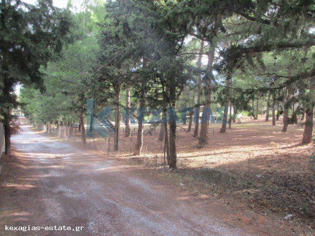 ΕΞΩΤΕΡΙΚΗ ΛΗΨΗ