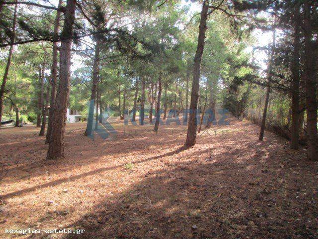 ΕΞΩΤΕΡΙΚΗ ΛΗΨΗ