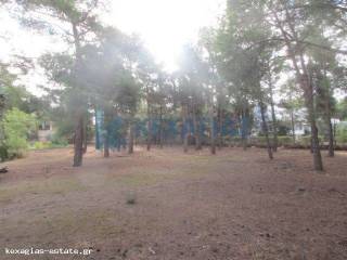 ΕΞΩΤΕΡΙΚΗ ΛΗΨΗ