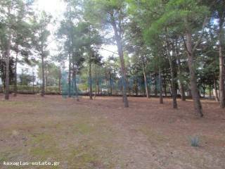 ΕΞΩΤΕΡΙΚΗ ΛΗΨΗ