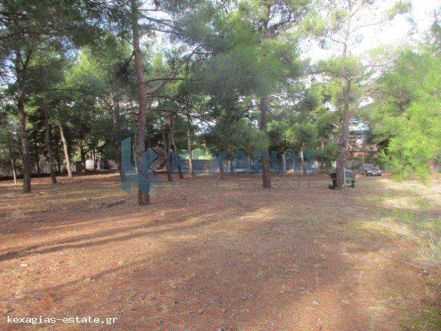 ΕΞΩΤΕΡΙΚΗ ΛΗΨΗ