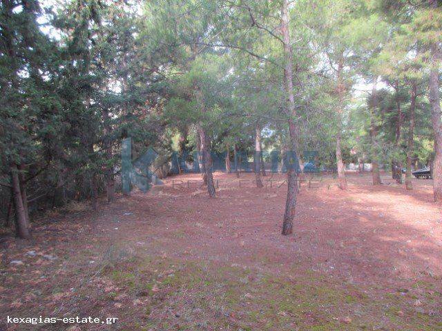 ΕΞΩΤΕΡΙΚΗ ΛΗΨΗ