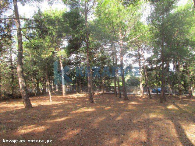 ΕΞΩΤΕΡΙΚΗ ΛΗΨΗ