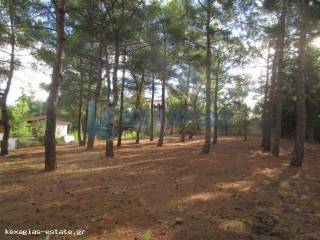 ΕΞΩΤΕΡΙΚΗ ΛΗΨΗ