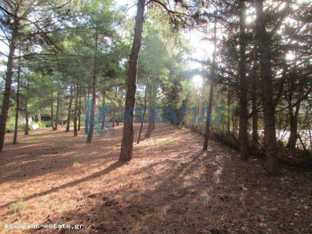 ΕΞΩΤΕΡΙΚΗ ΛΗΨΗ