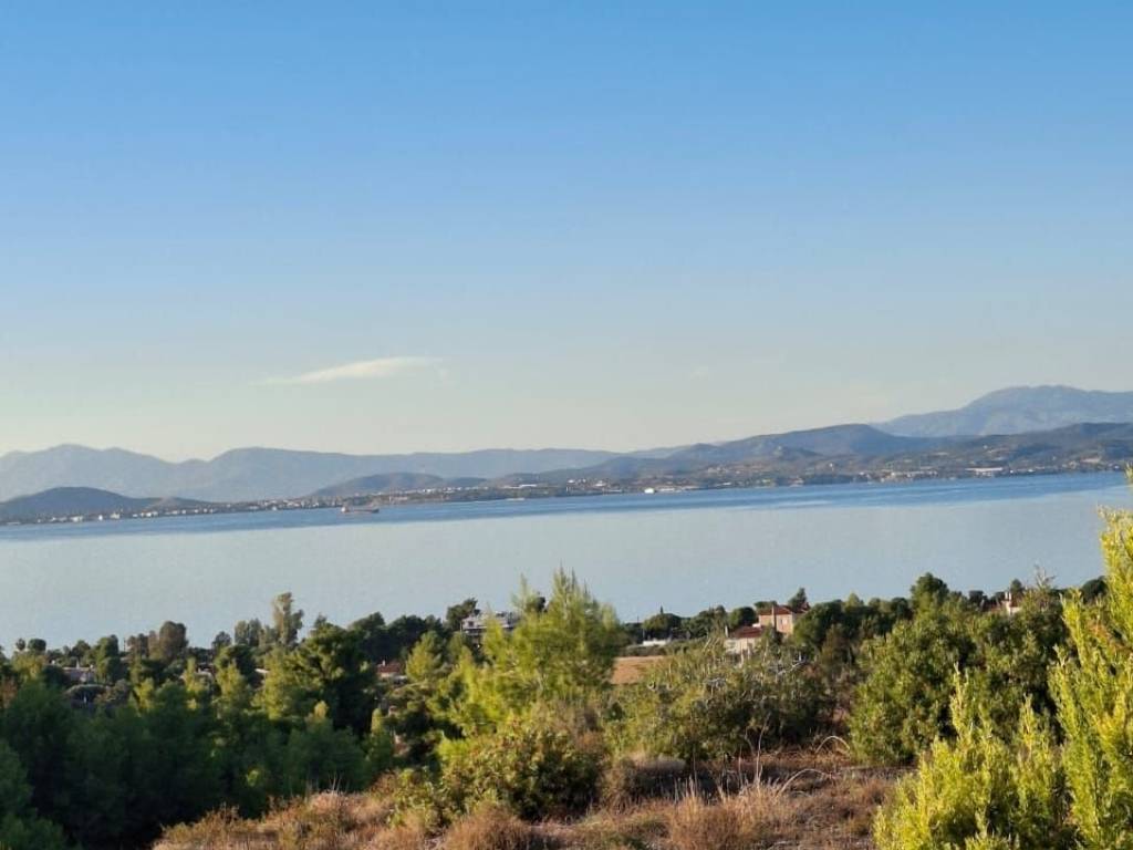 Aperioriste thea thalassa