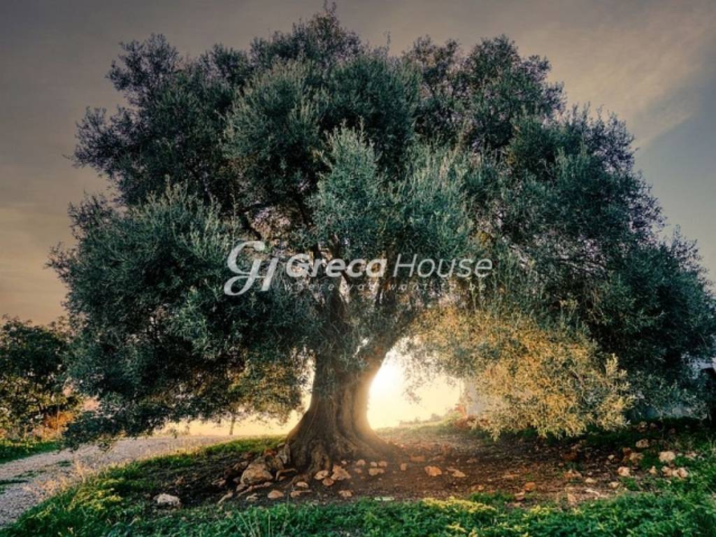 Οικοπεδο προς πώληση στην Θερμησία