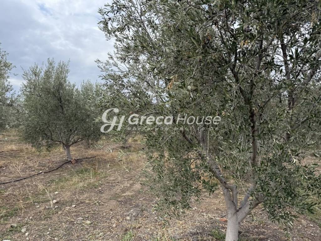 Οικοπεδο προς πώληση στην Θερμησία