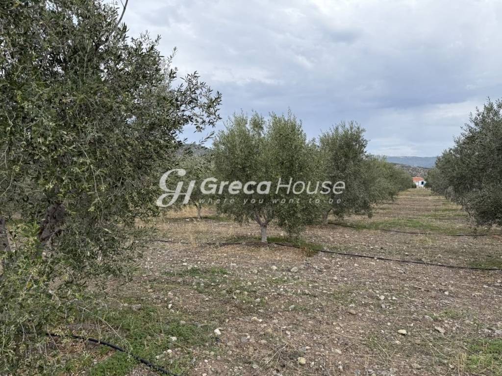 Οικοπεδο προς πώληση στην Θερμησία