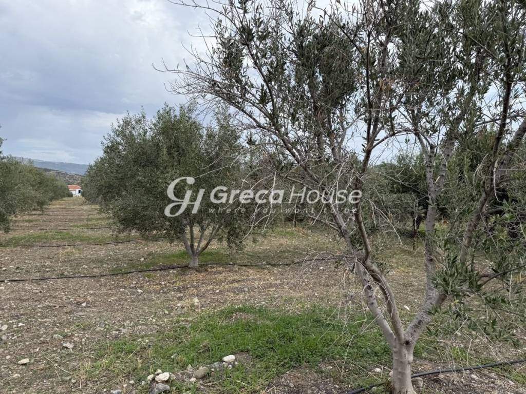 Οικοπεδο προς πώληση στην Θερμησία