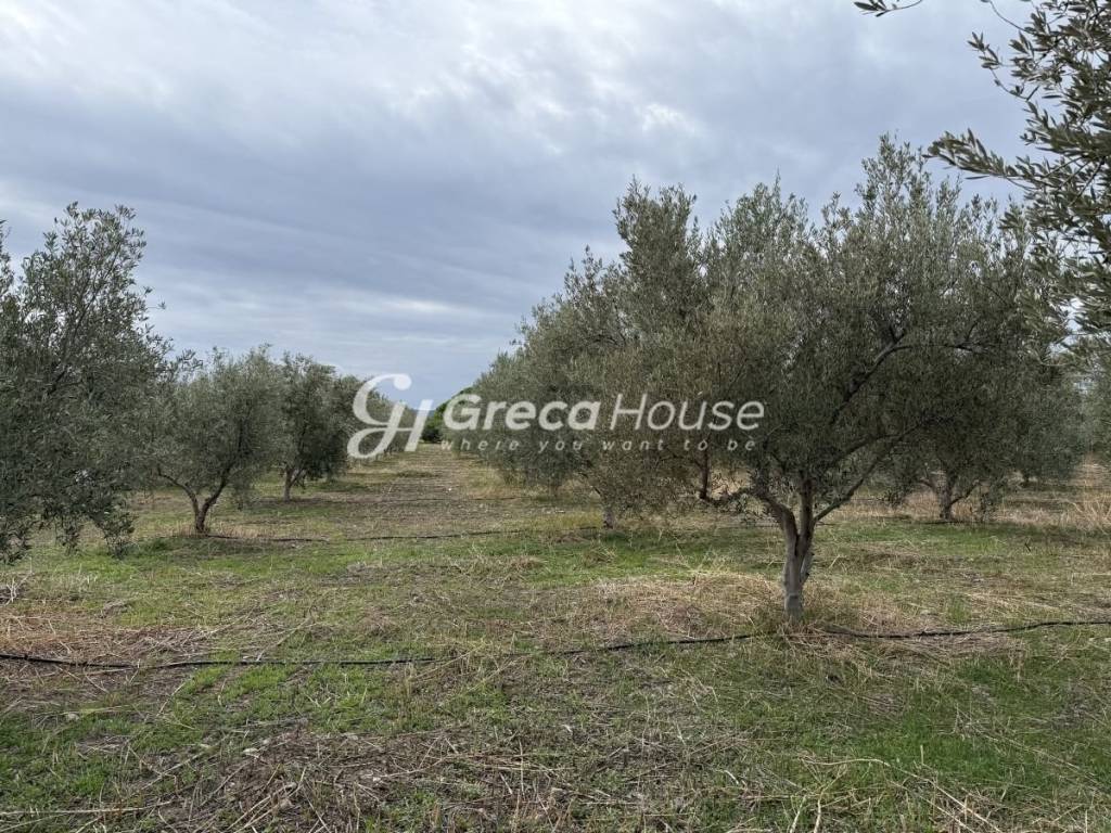 Οικοπεδο προς πώληση στην Θερμησία