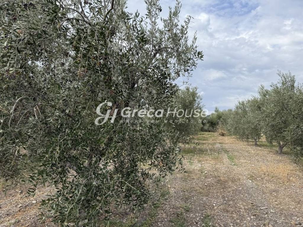 Οικοπεδο προς πώληση στην Θερμησία