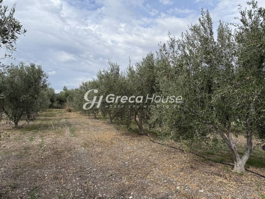 Οικοπεδο προς πώληση στην Θερμησία