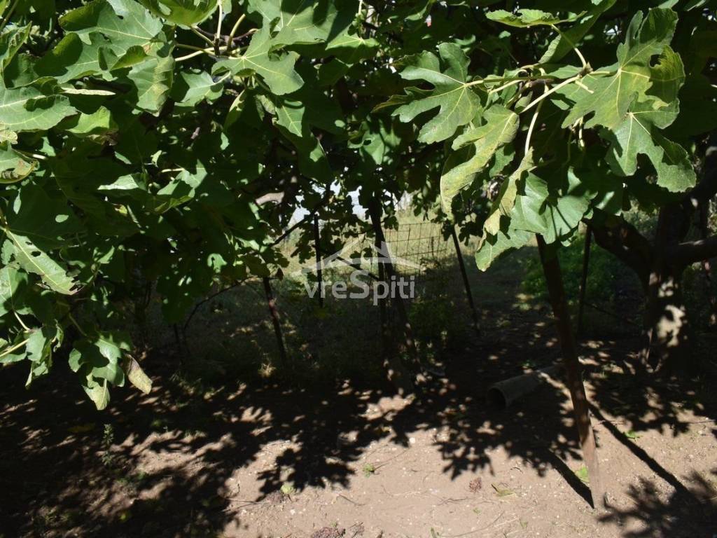 ΑΠΟΨΗ ΟΙΚΟΠΕΔΟΥ