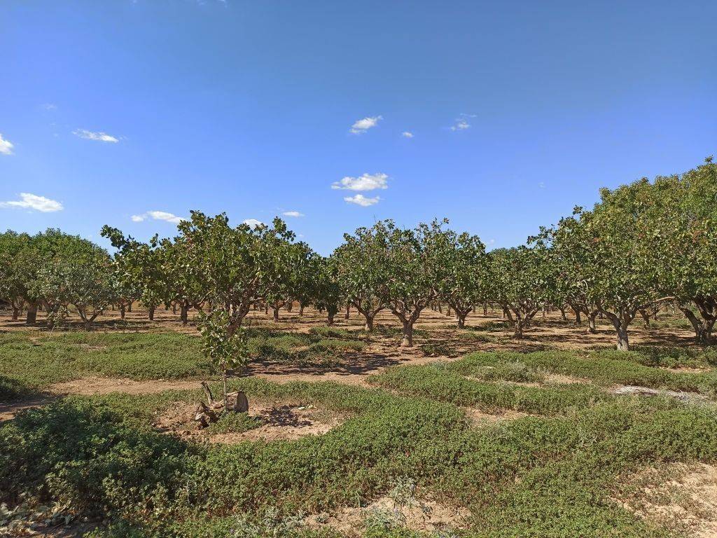 TMEMA TOY AGROTEMACHIOY