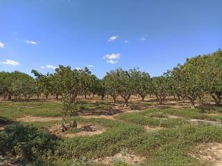 TMEMA TOY AGROTEMACHIOY