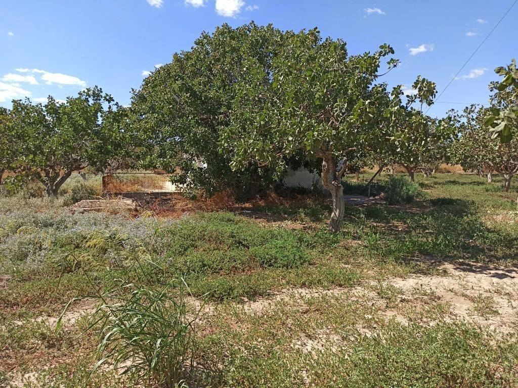 TMEMA TOY AGROTEMACHIOY