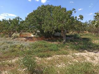 TMEMA TOY AGROTEMACHIOY