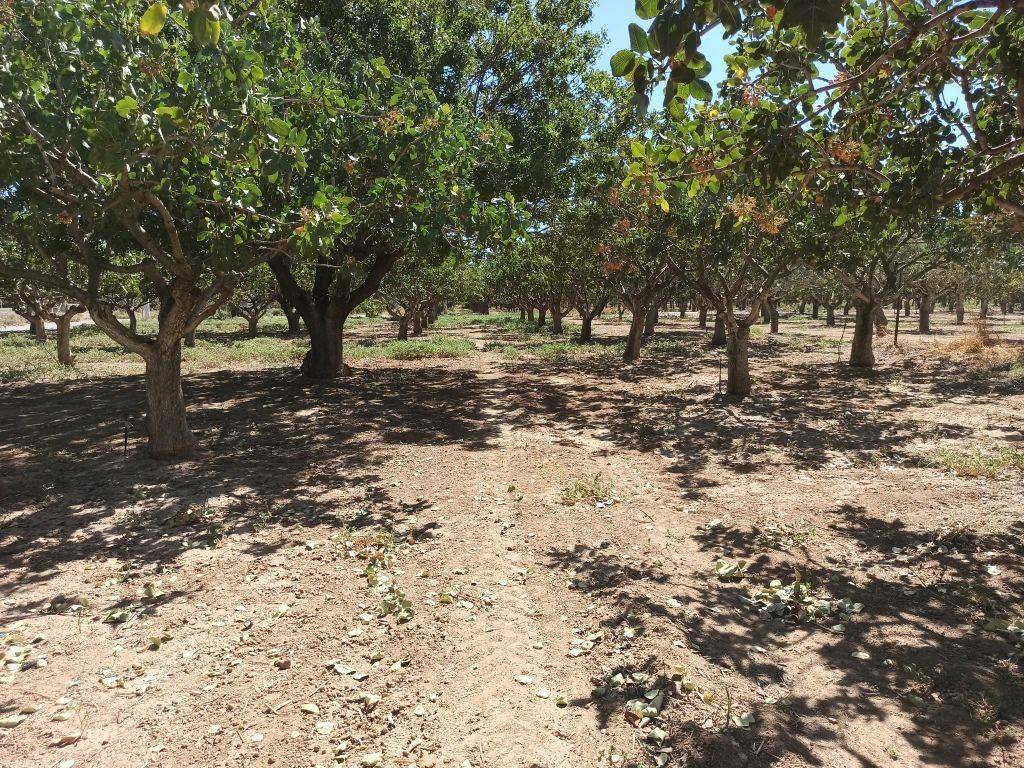 TMEMA TOY AGROTEMACHIOY