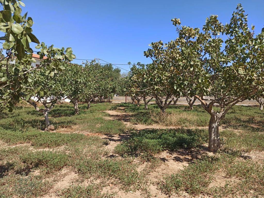 TMEMA TOY AGROTEMACHIOY