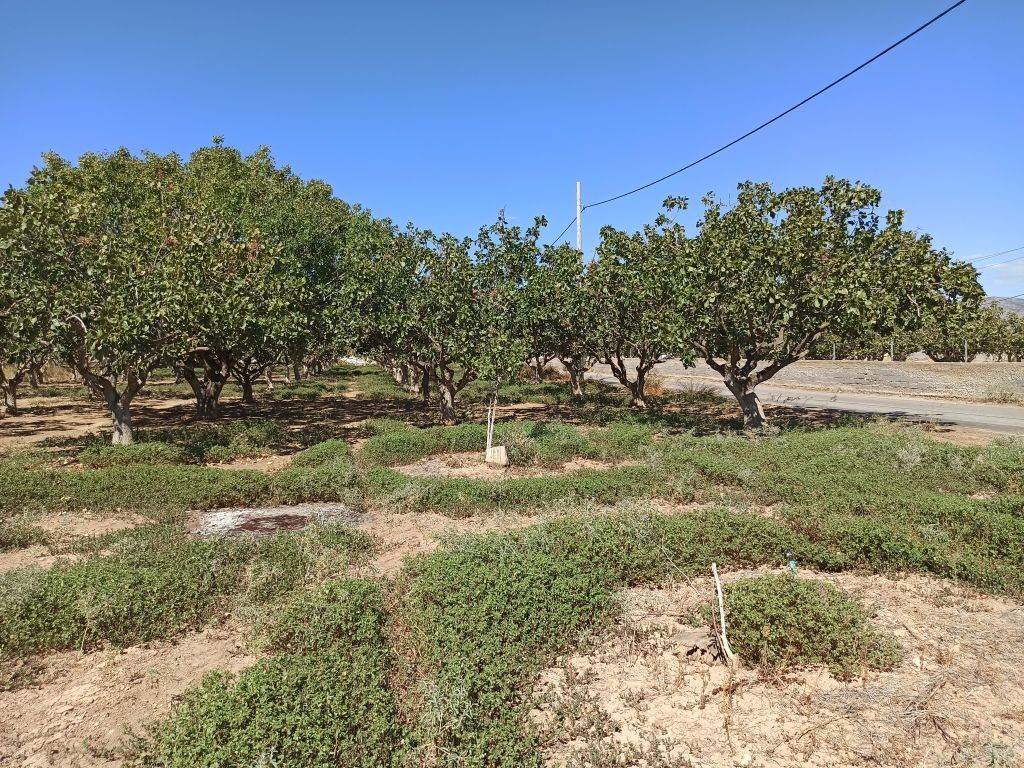 TMEMA TOY AGROTEMACHIOY