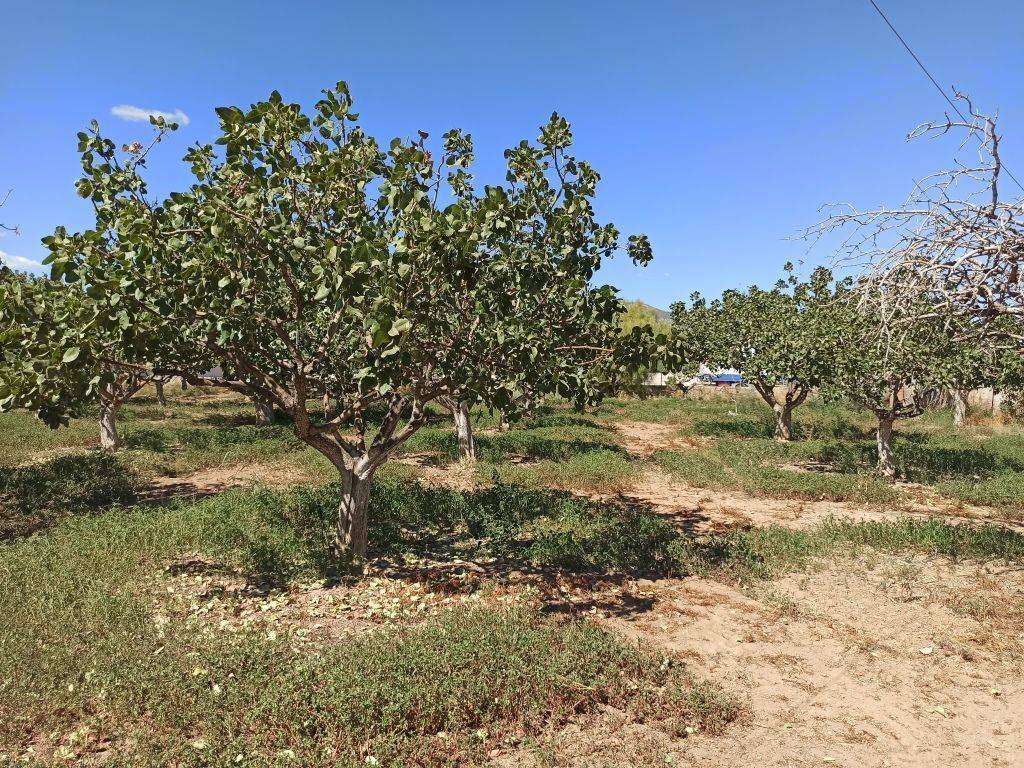 TMEMA TOY AGROTEMACHIOY