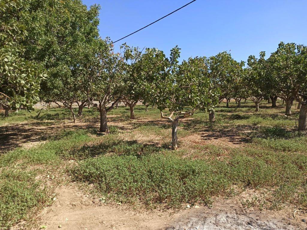 TMEMA TOY AGROTEMACHIOY