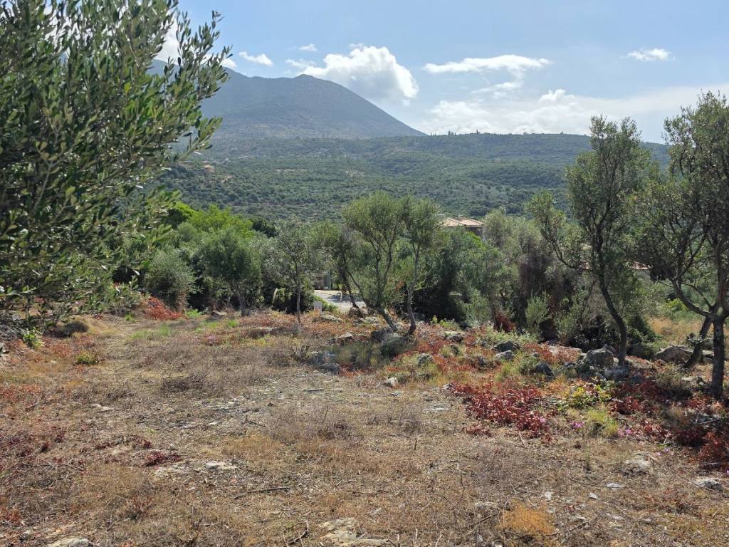 Looking down from the plot onto the road