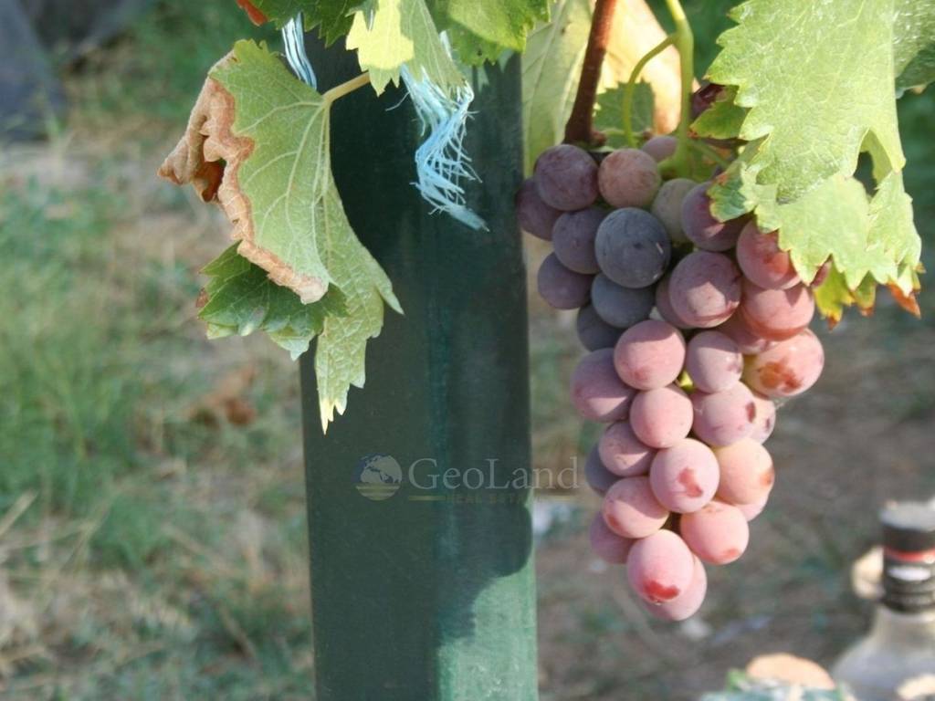 Ύπαρξη ανθρώπου