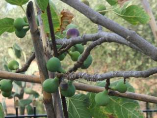 Ύπαρξη ανθρώπου