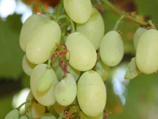 Ύπαρξη ανθρώπου