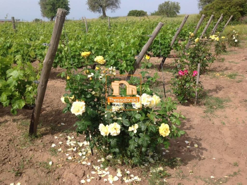 Ουρανούπολη, Κτήμα, 9.500 τ.μ.