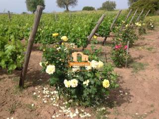 Ουρανούπολη, Κτήμα, 9.500 τ.μ.