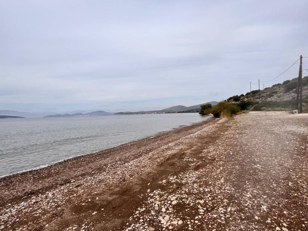 total area of 36 acres